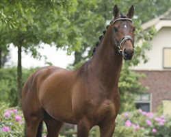 stallion Angrib Firfod (Danish Warmblood, 2000, from Gribaldi)