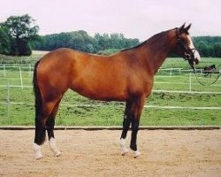 broodmare Kielia (Trakehner, 1996, from Herzruf)