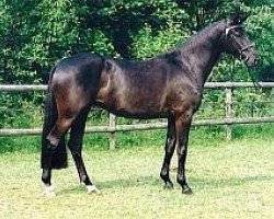 broodmare Herzlicht II (Trakehner, 2000, from Münchhausen)