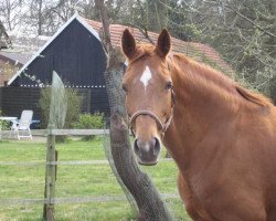 broodmare Kaprice G (Oldenburg, 1990, from Karon)