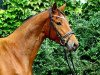 dressage horse Polarlicht (Trakehner, 2009, from Irdenkreis)