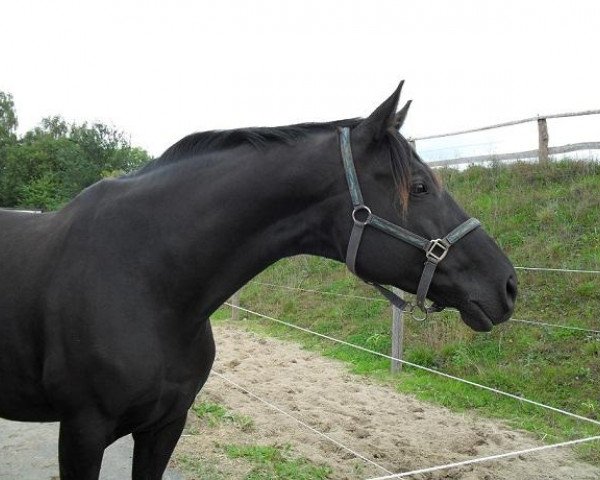 broodmare Herzensdame v. Krotenbach (Trakehner, 2002, from Enchantee)