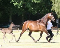 broodmare Herbstleuchten v. Krotenbach (Trakehner, 2003, from Schoenbrunn)