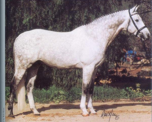 stallion Leonidas (Trakehner, 1988, from Condus)