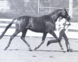 Zuchtstute Libella V (Trakehner, 1973, von Siegbert)