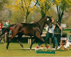 broodmare Indica II (Trakehner, 1992, from Marduc)