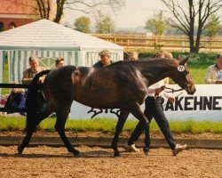 broodmare Merle (Trakehner, 1994, from Ravel)