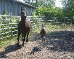 broodmare Gratiana (Trakehner, 1992, from Langata Express xx)