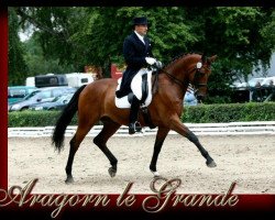 dressage horse Aragorn le Grande (Trakehner, 2005, from Tannenhof’s Solero TSF)