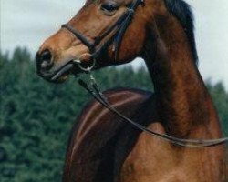 broodmare Harma (Trakehner, 1980, from Matador)