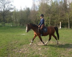 Pferd Prestige (Welsh Pony (Sek.B), 1995, von Hunsingo's Panta Rhei)