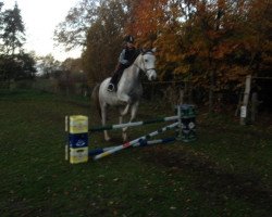 jumper Louis (German Sport Horse, 2005, from Lafitte)