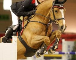 dressage horse Altenbach (Trakehner, 1999, from Sanssouci)