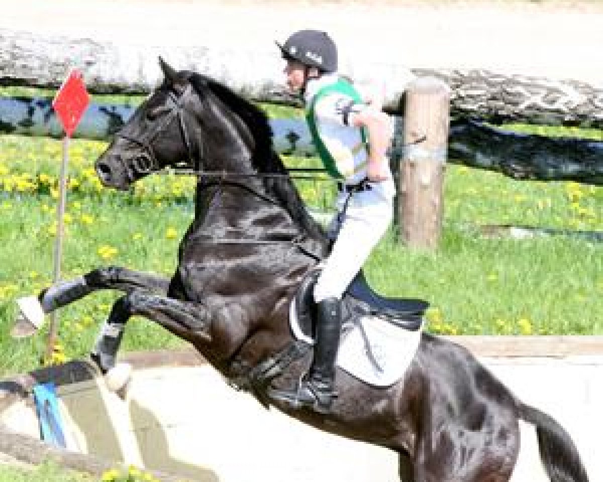 jumper TSF Karat B (Trakehner, 2000, from Sixtus)
