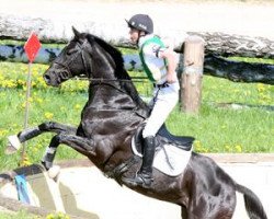 Springpferd TSF Karat B (Trakehner, 2000, von Sixtus)