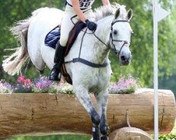 dressage horse Boo Bandit (Trakehner, 1998, from Houston)