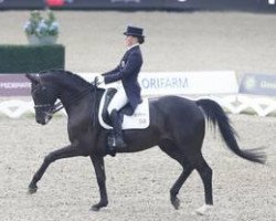 dressage horse Woltair TSF (Trakehner, 2003, from King Arthur TSF)