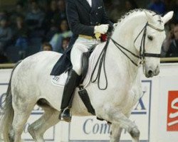 dressage horse Shannon TSF (Trakehner, 1992, from Kostolany)