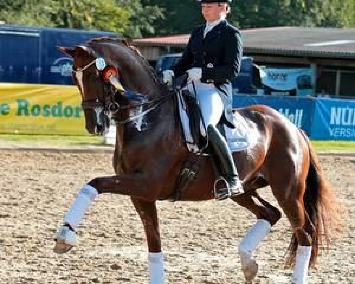 dressage horse Rudi's Memory (Trakehner, 2000, from Gribaldi)