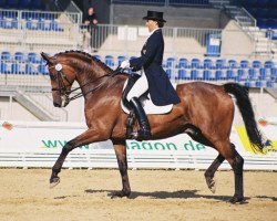 dressage horse Persiano TSF (Trakehner, 1995, from Lehndorff's)