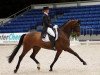 Dressurpferd Marinetty TSF (Trakehner, 1999, von Tannenhof’s Solero TSF)