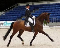 dressage horse Marinetty TSF (Trakehner, 1999, from Tannenhof’s Solero TSF)