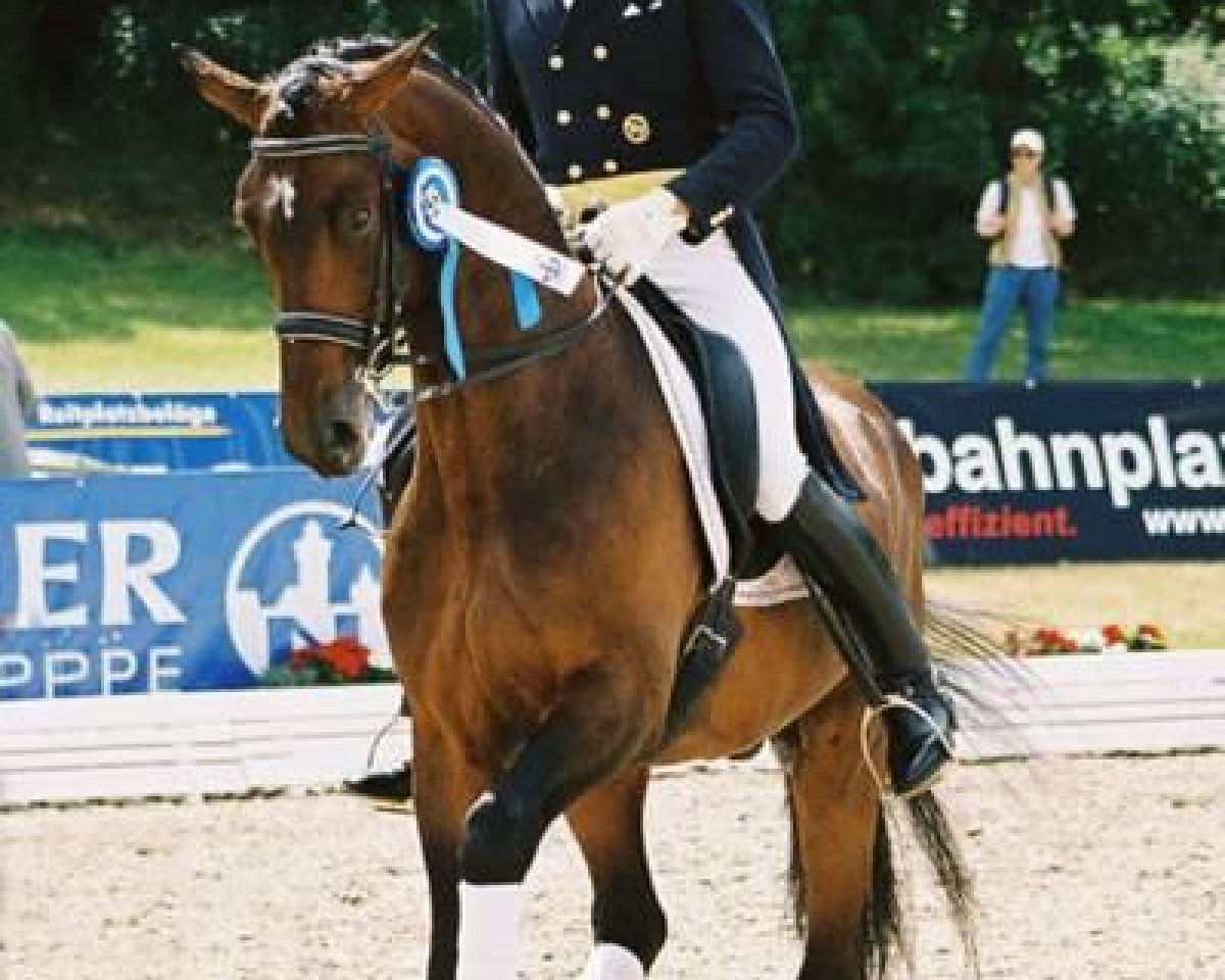 Deckhengst Konradi (Trakehner, 1997, von Charly Chaplin)