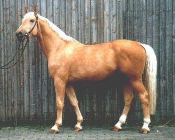 stallion Nuget (Czech Warmblood, 1988, from Husar týnský)