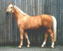 Deckhengst Nuget (Tschechisches Warmblut, 1988, von Husar týnský)