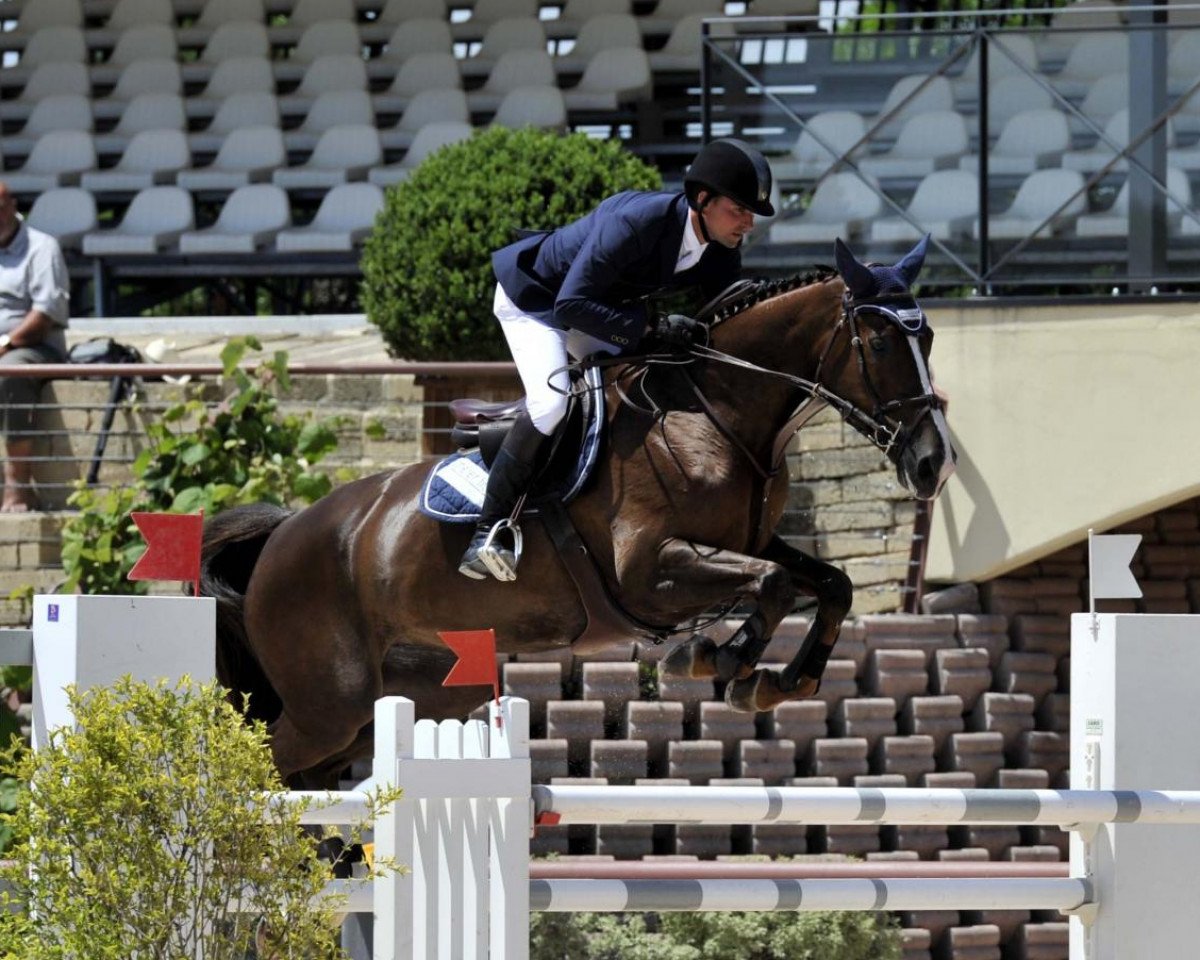 broodmare Quorida de Treho (Selle Français, 2004, from Kannan)