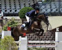 Springpferd Quorida de Treho (Selle Français, 2004, von Kannan)