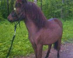 Zuchtstute Bambi vom Wertachtal (Deutsches Classic Pony, 2012, von Fabian)