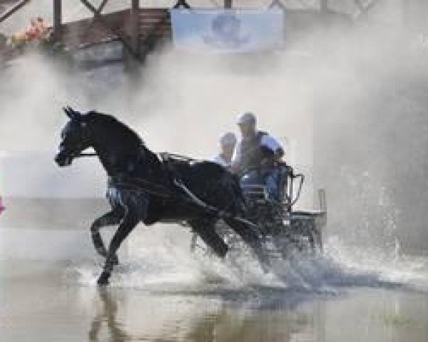 Pferd Gilberto Gold (Trakehner, 2004, von Latimer)