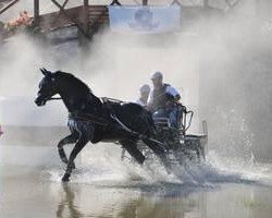 horse Gilberto Gold (Trakehner, 2004, from Latimer)