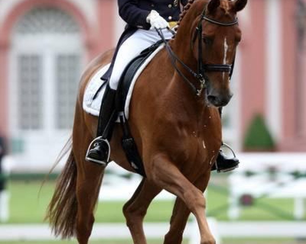 dressage horse Hinnerk TSF (Trakehner, 1999, from Buddenbrock)