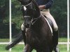 broodmare Avoni (Trakehner, 1997, from Caprimond)