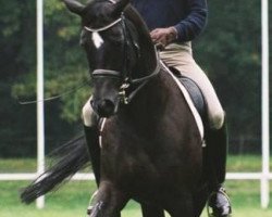 broodmare Avoni (Trakehner, 1997, from Caprimond)