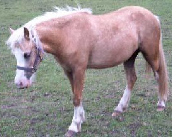 Zuchtstute Pwlle Blondie (Welsh Mountain Pony (Sek.A), 2001, von Pwlle Pipin)