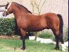 stallion Friars Freelance (Welsh mountain pony (SEK.A), 1978, from Friars Ranger)