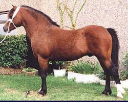 stallion Friars Freelance (Welsh mountain pony (SEK.A), 1978, from Friars Ranger)