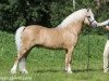 Deckhengst Cwmnantgwyn Little Giant (Welsh Mountain Pony (Sek.A), 1999, von Betws Cawr)