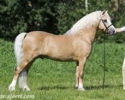 stallion Cwmnantgwyn Little Giant (Welsh mountain pony (SEK.A), 1999, from Betws Cawr)