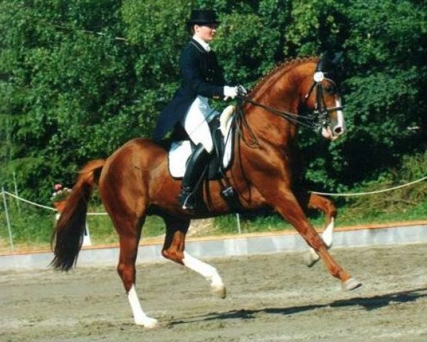 stallion Zenit (Trakehner, 1992, from Zauberklang)