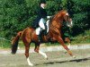 stallion Zenit (Trakehner, 1992, from Zauberklang)