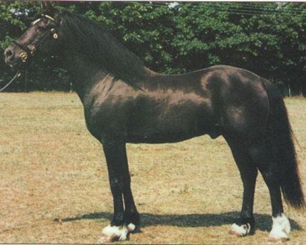 stallion Paith Magical Meredith (Welsh-Cob (Sek. D), 1979, from Llanarth Meredith ap Braint)