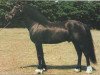 stallion Paith Magical Meredith (Welsh-Cob (Sek. D), 1979, from Llanarth Meredith ap Braint)