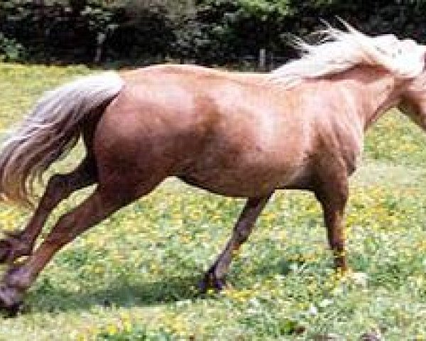 broodmare Lodor Magical Sovereign (Welsh-Cob (Sek. D), 1995, from Paith Magical Meredith)