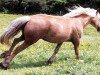 Zuchtstute Lodor Magical Sovereign (Welsh-Cob (Sek. D), 1995, von Paith Magical Meredith)