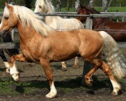 Deckhengst Dwyfor Scooby Do (Welsh-Cob (Sek. D), 2001, von Dwyfor Supersonic)