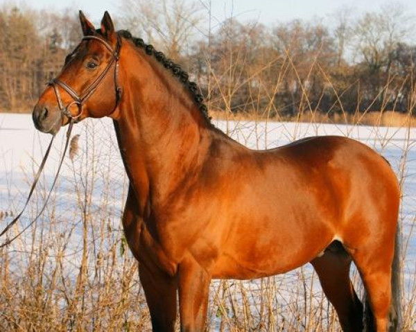 stallion Tycoon (Trakehner, 1993, from Donaumonarch)